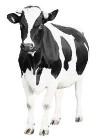 أبقار للبيع في الهند : أفضل الأسعار