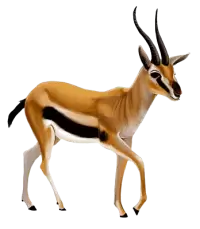 غزلان للبيع في الهند : أفضل الأسعار