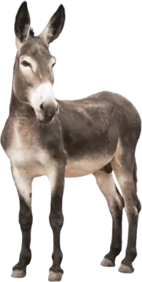 حمير للبيع في الهند : أفضل الأسعار