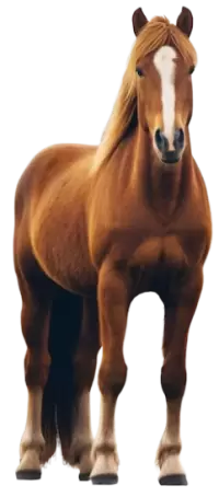 خيل للبيع في الهند : أفضل الأسعار