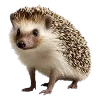 قنافذ للبيع في الهند : أفضل الأسعار