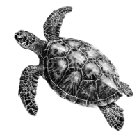 سلاحف و زواحف للبيع في الهند