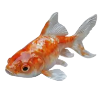 اسماك زينة وأحياء مائية للبيع في الهند