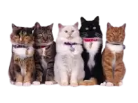 حيوانات للتبني فى الهند