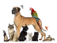 حيوانات اخرى للبيع فى الهند