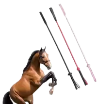 ترويض و تدريب فى الهند