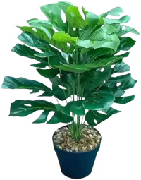 بذور و فسائل صغيرة فى الهند