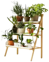 مشتل نباتات فى الهند