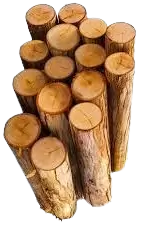 اشجار تالفة للحطب فى الهند